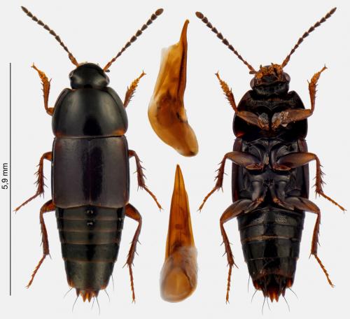 Tachinus rufipes